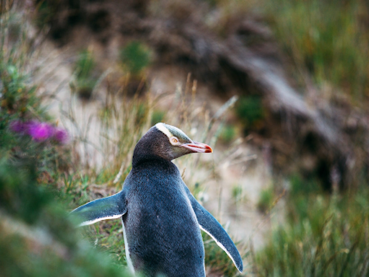 Monarch Wildlife Cruises & Tours