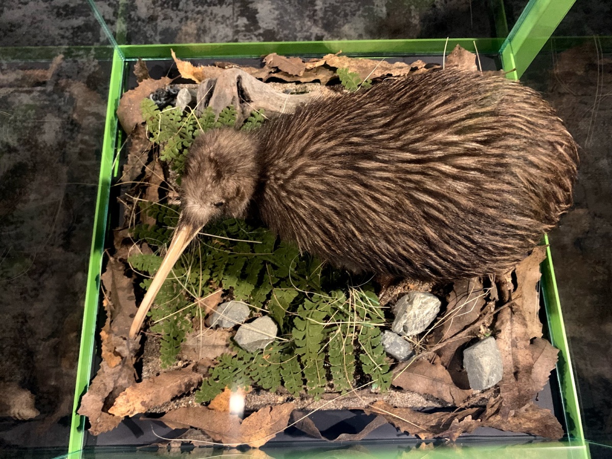 The National Kiwi Hatchery