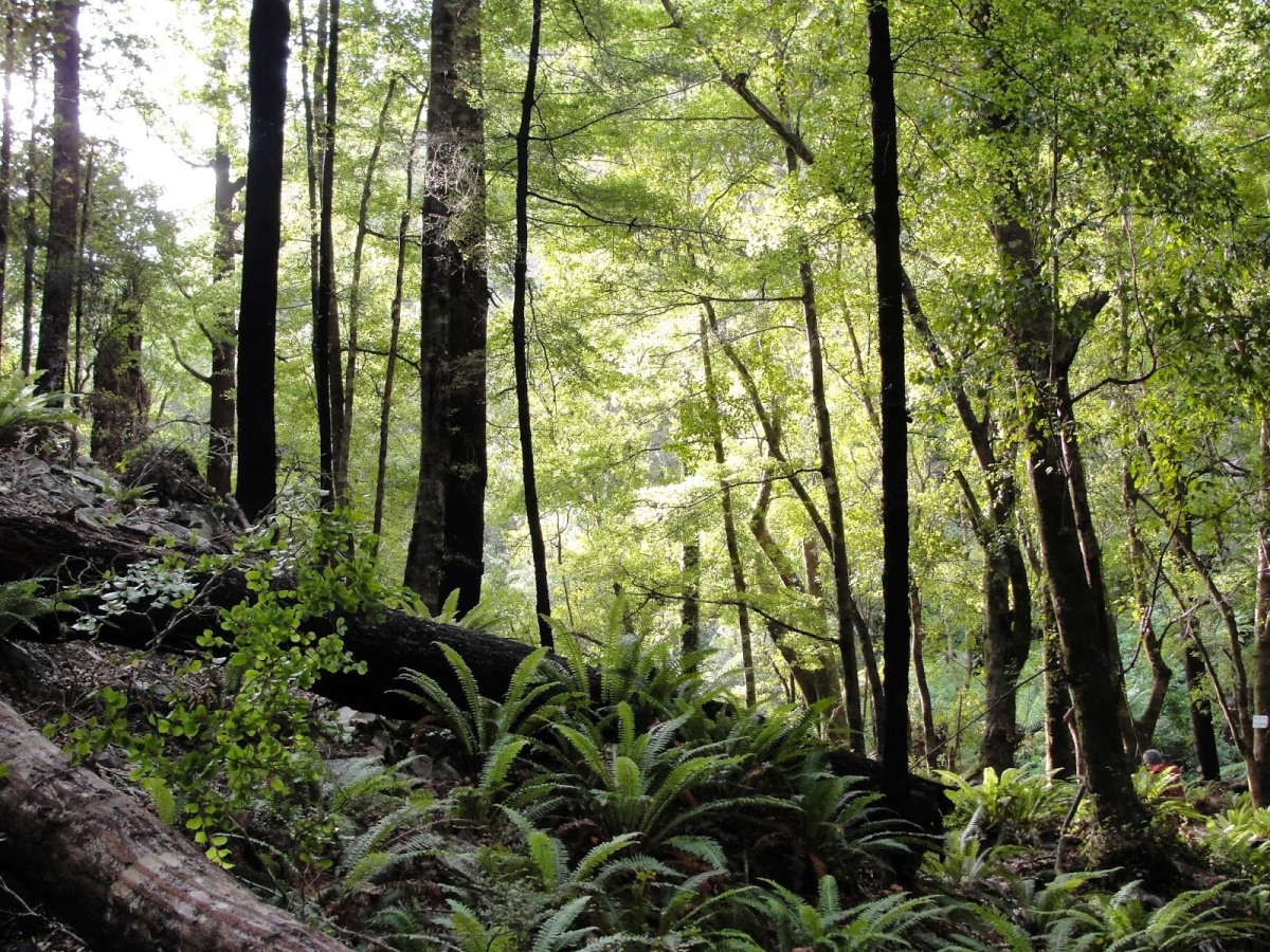 The Brook Waimarama Sanctuary, The Brook