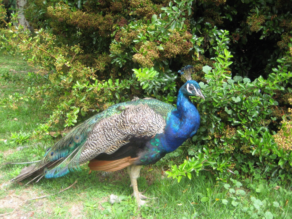 Zoological Gardens