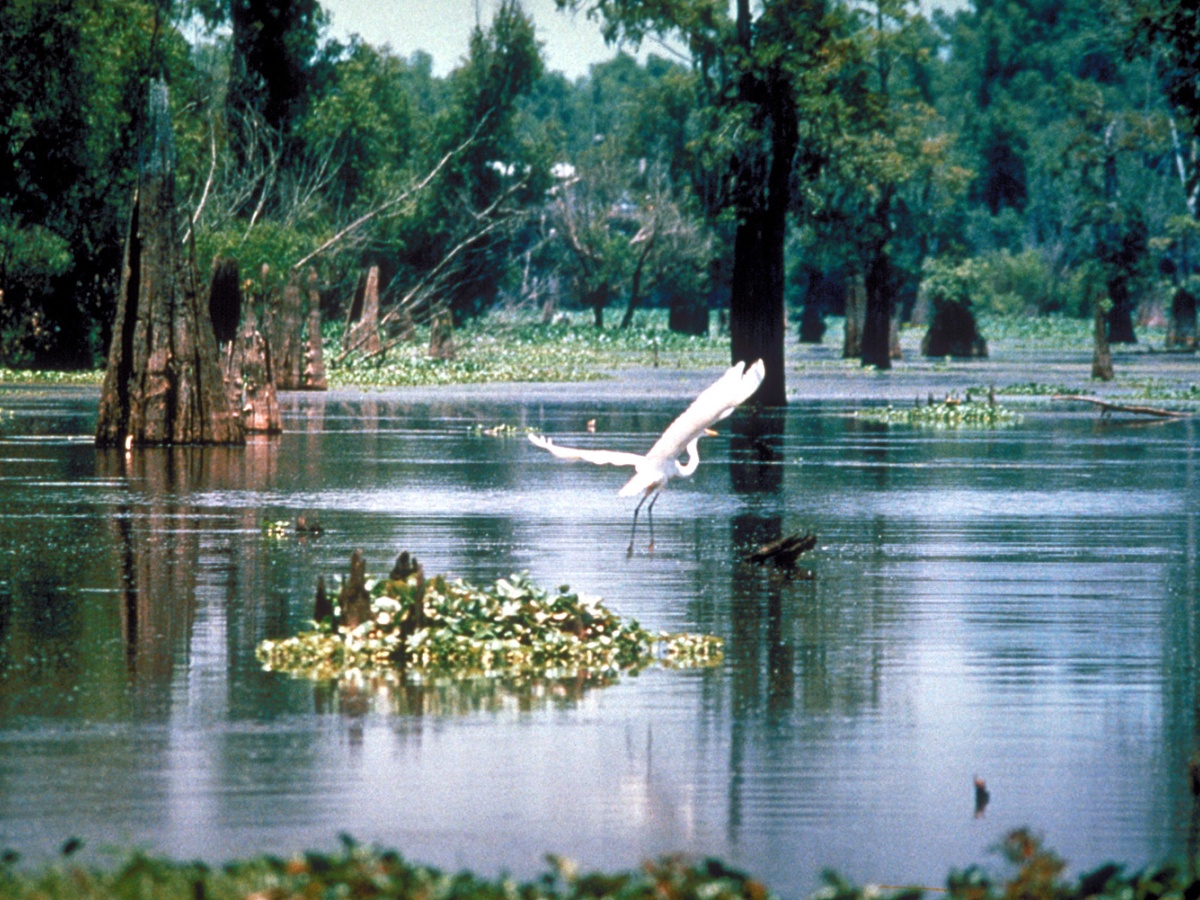Serendip Sanctuary