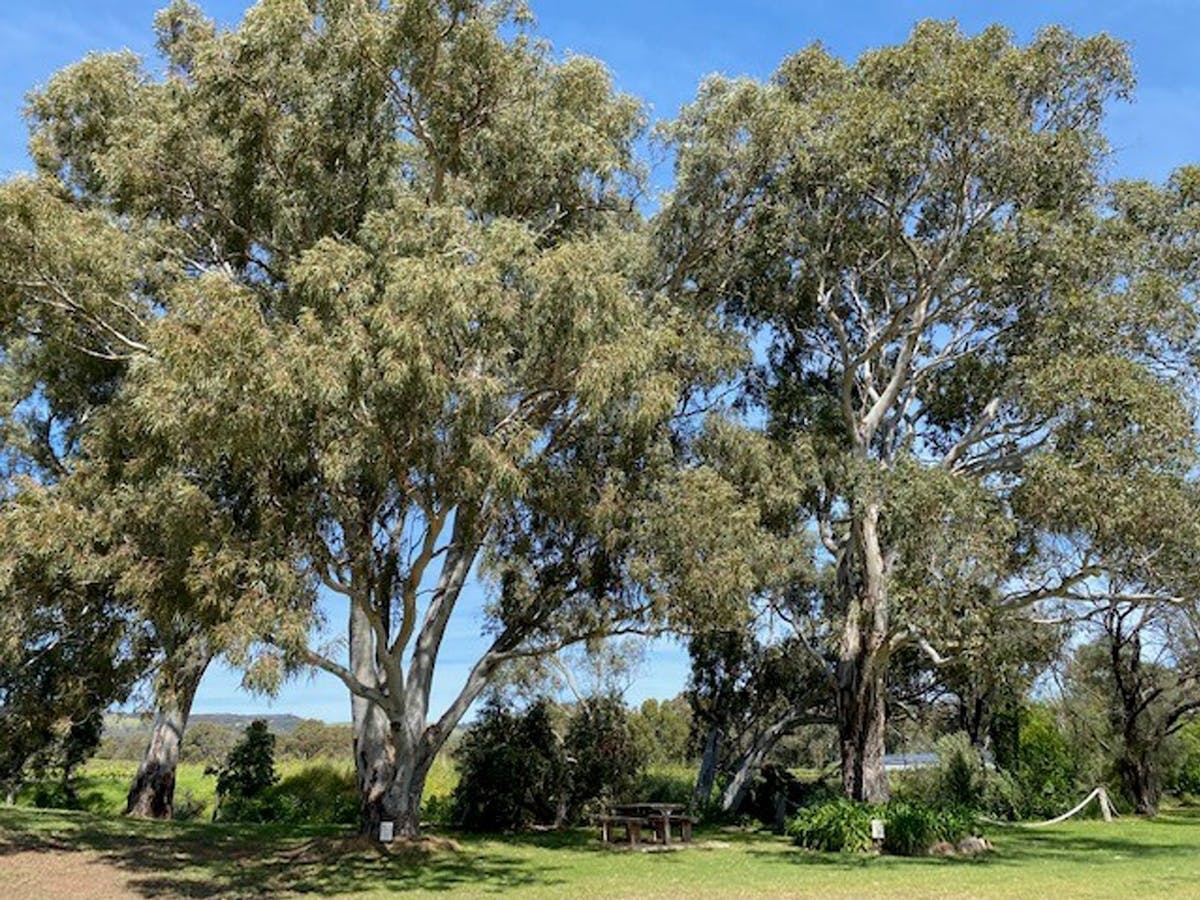 McLaren Vale Cellar Door Tree Trail