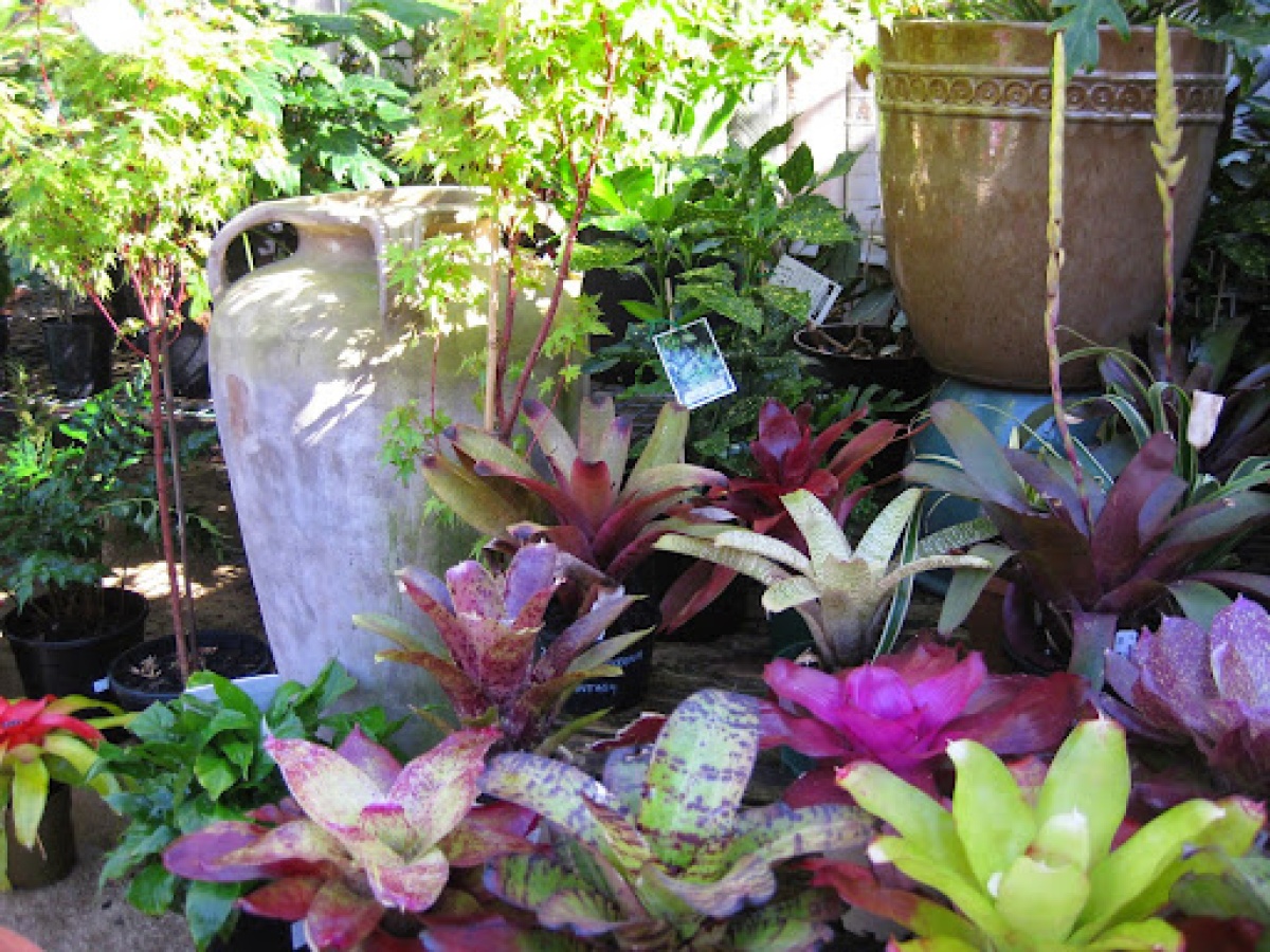 Jungle in Willunga