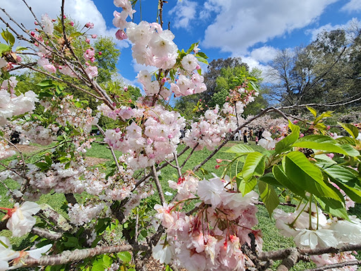 Banksia Park, Hope Island