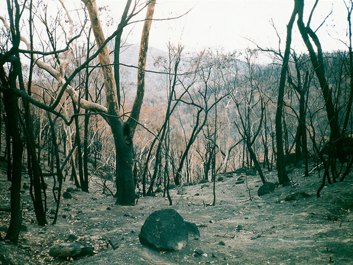 Snowy Wilderness