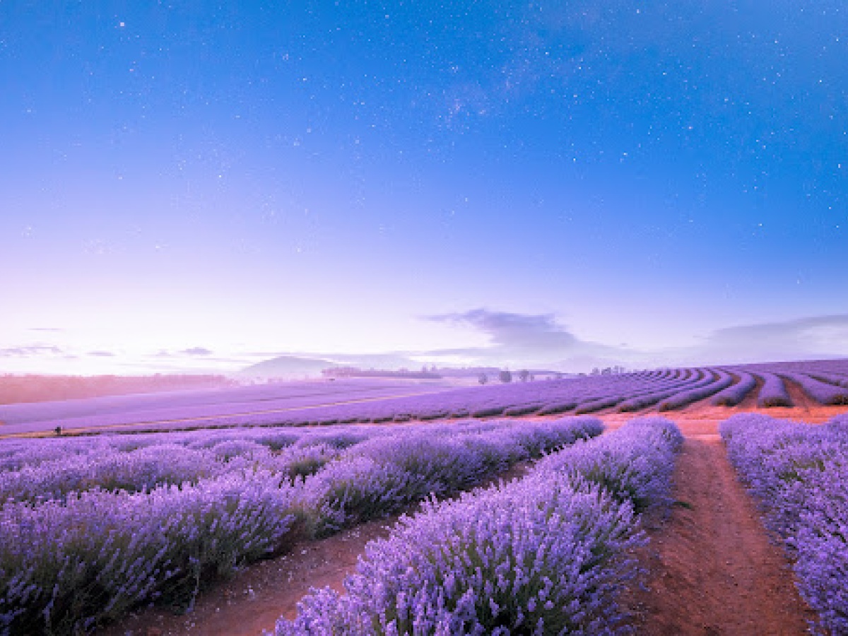 Bridestowe Lavender Estate