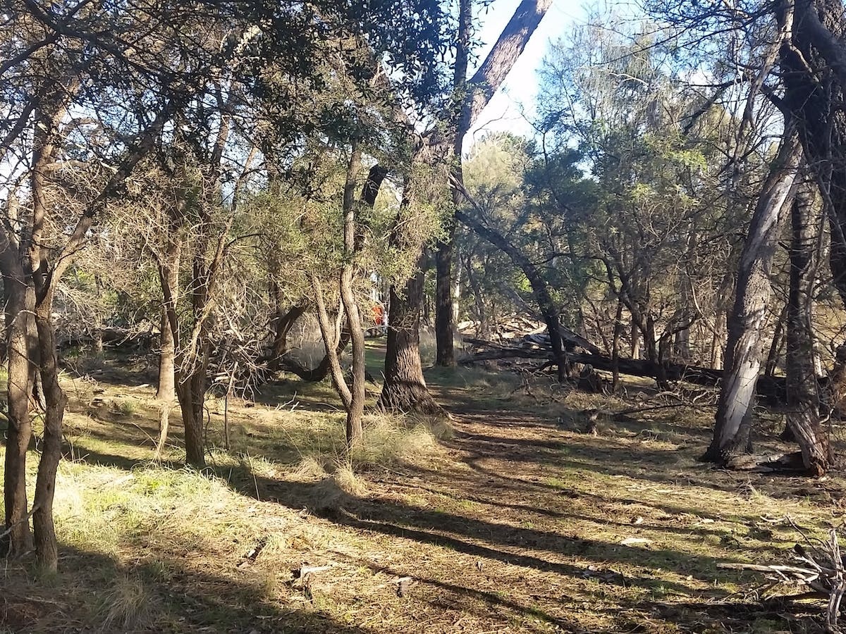 The Hamilton Bandicoot Wildlife Walk