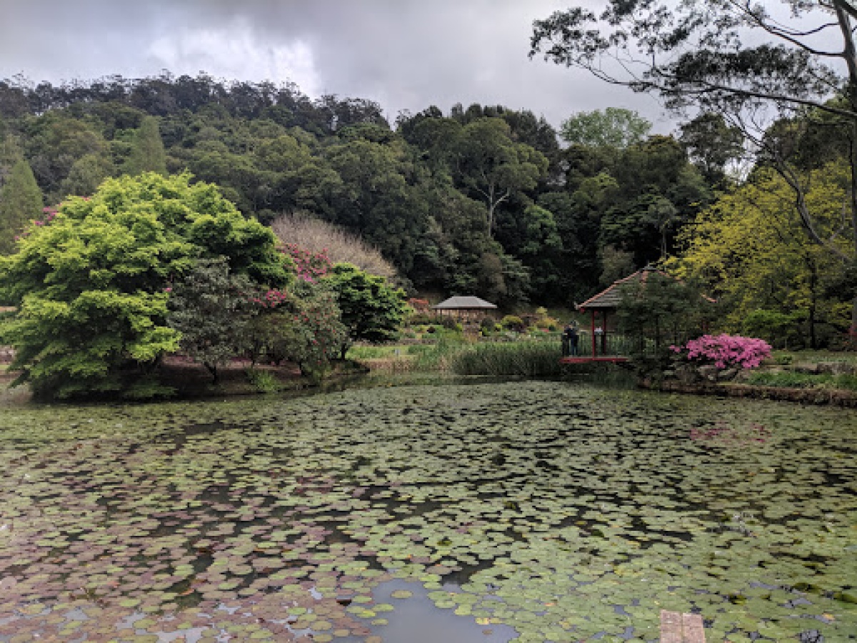 Illawarra Rhododendron and Rainforest Garden