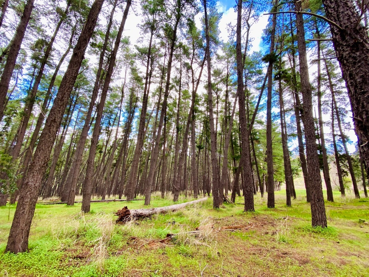 Blackwood Forest Recreation Park