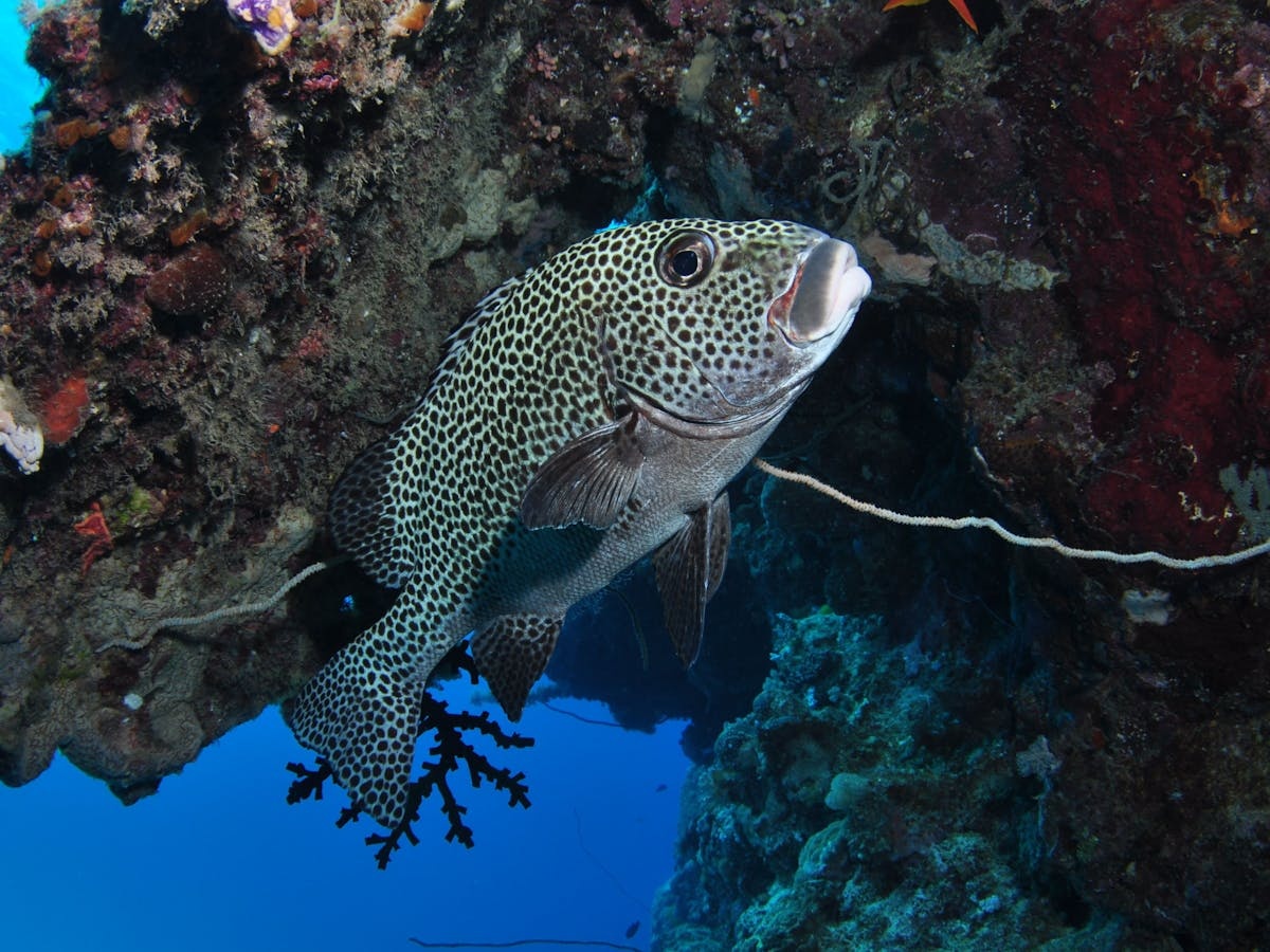 Barracuda Bommie Dive Site