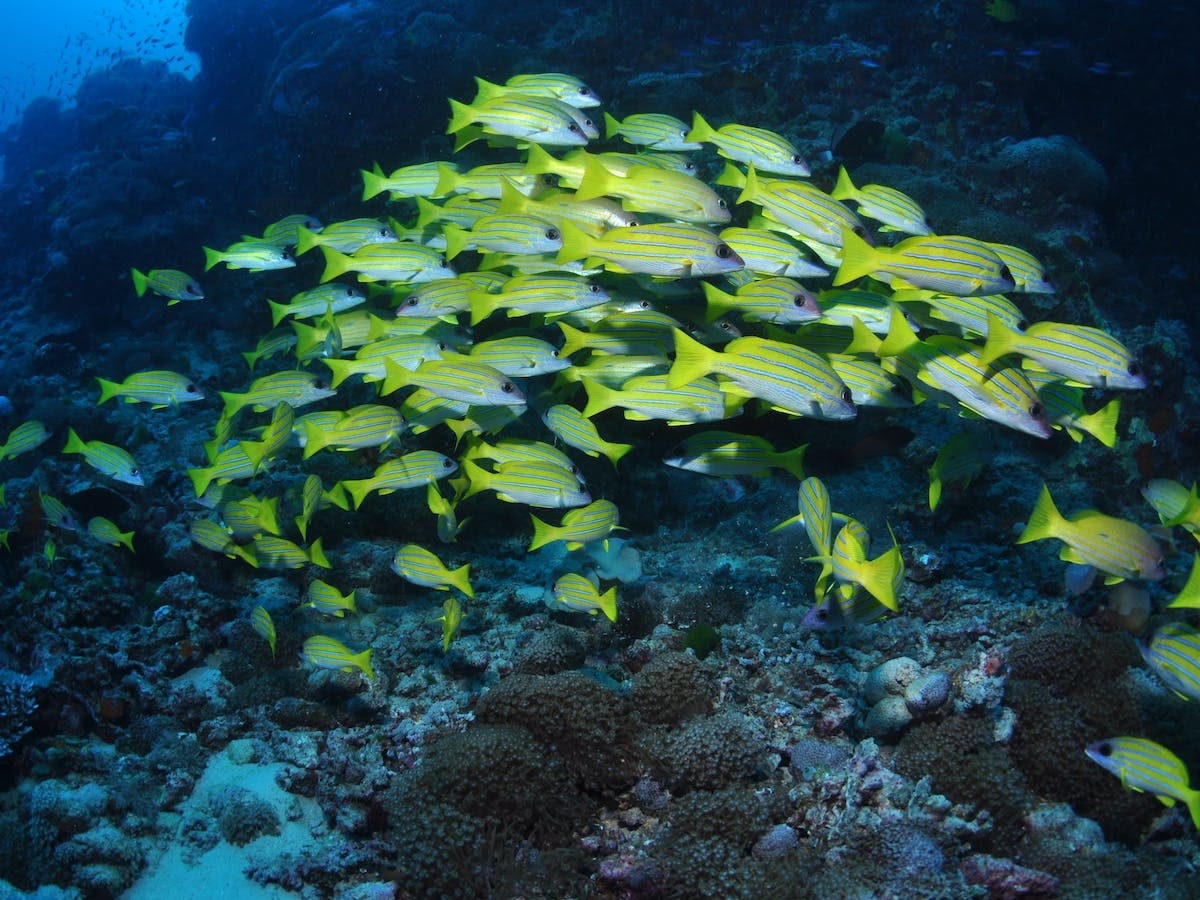 Nursery Bommie Dive Site
