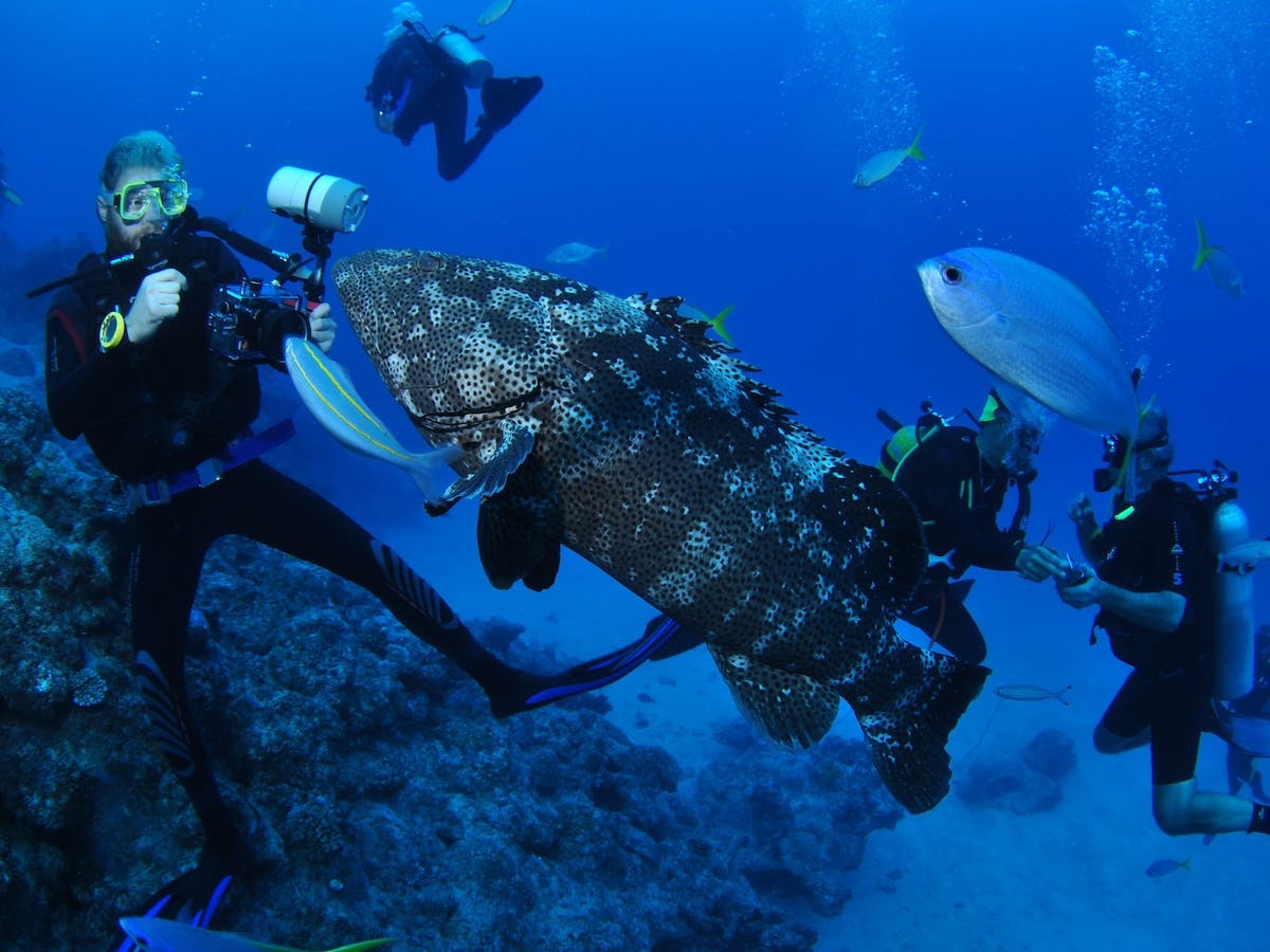 Castle Rock Dive Site