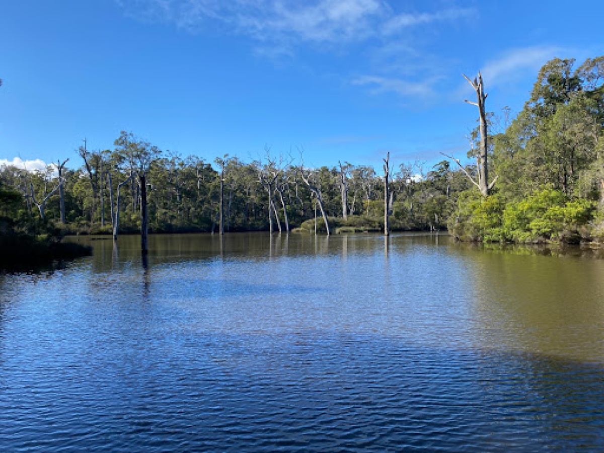 Big Pine, Bramley Forest, Margaret River