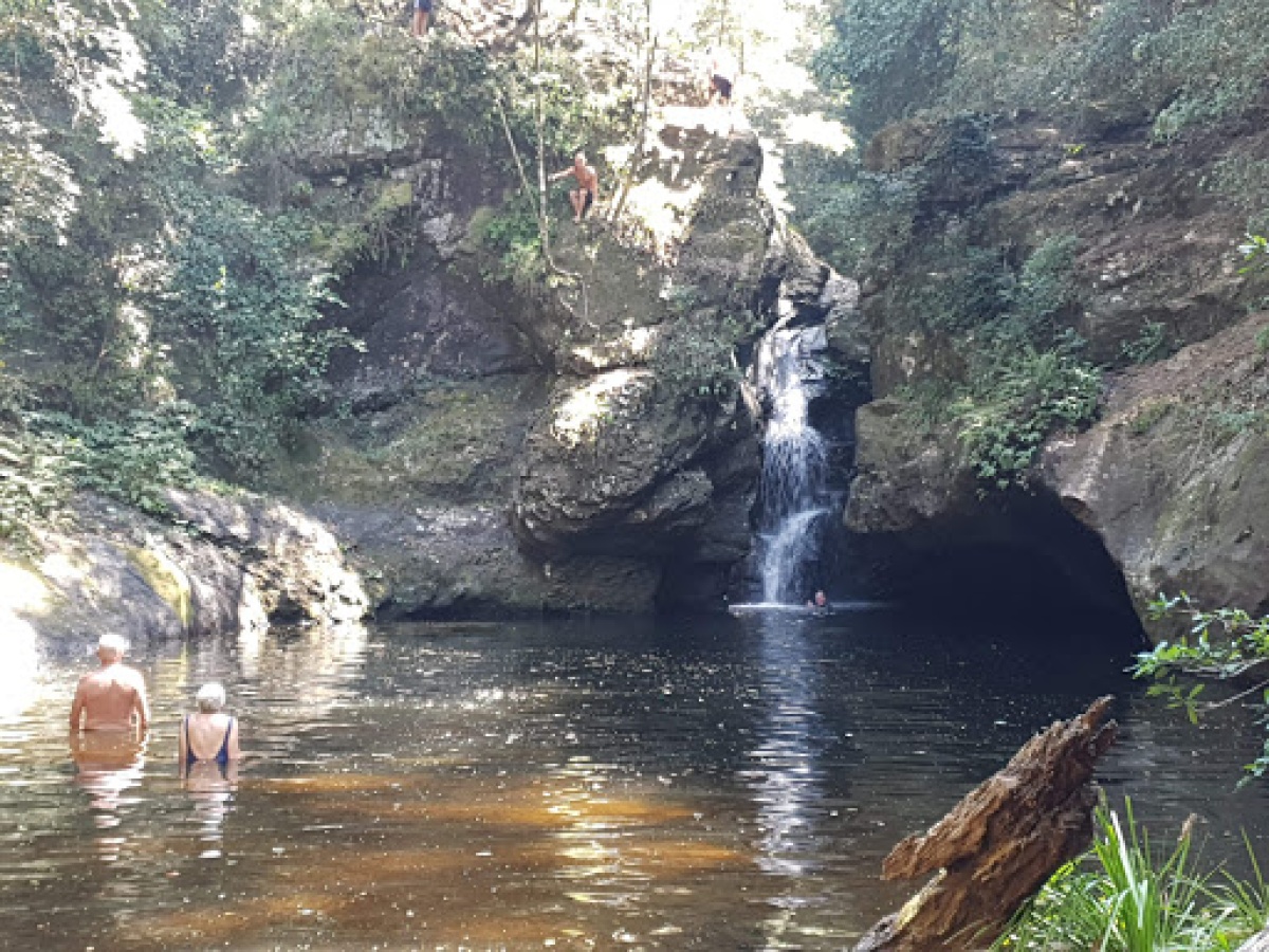 Tapin Tops National Park, Dingo Forest