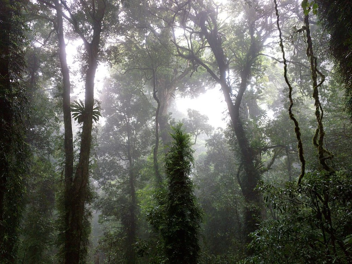 Lyrebird Link track
