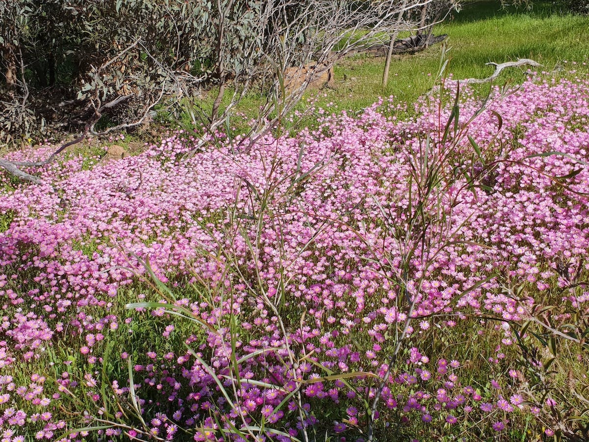 Pelham Reserve