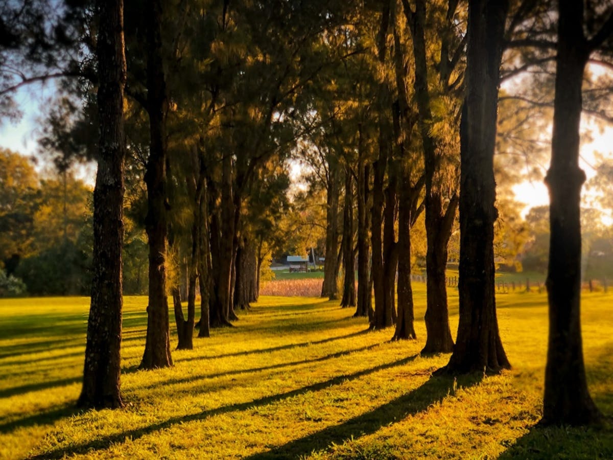 Morpeth Avenue of Trees