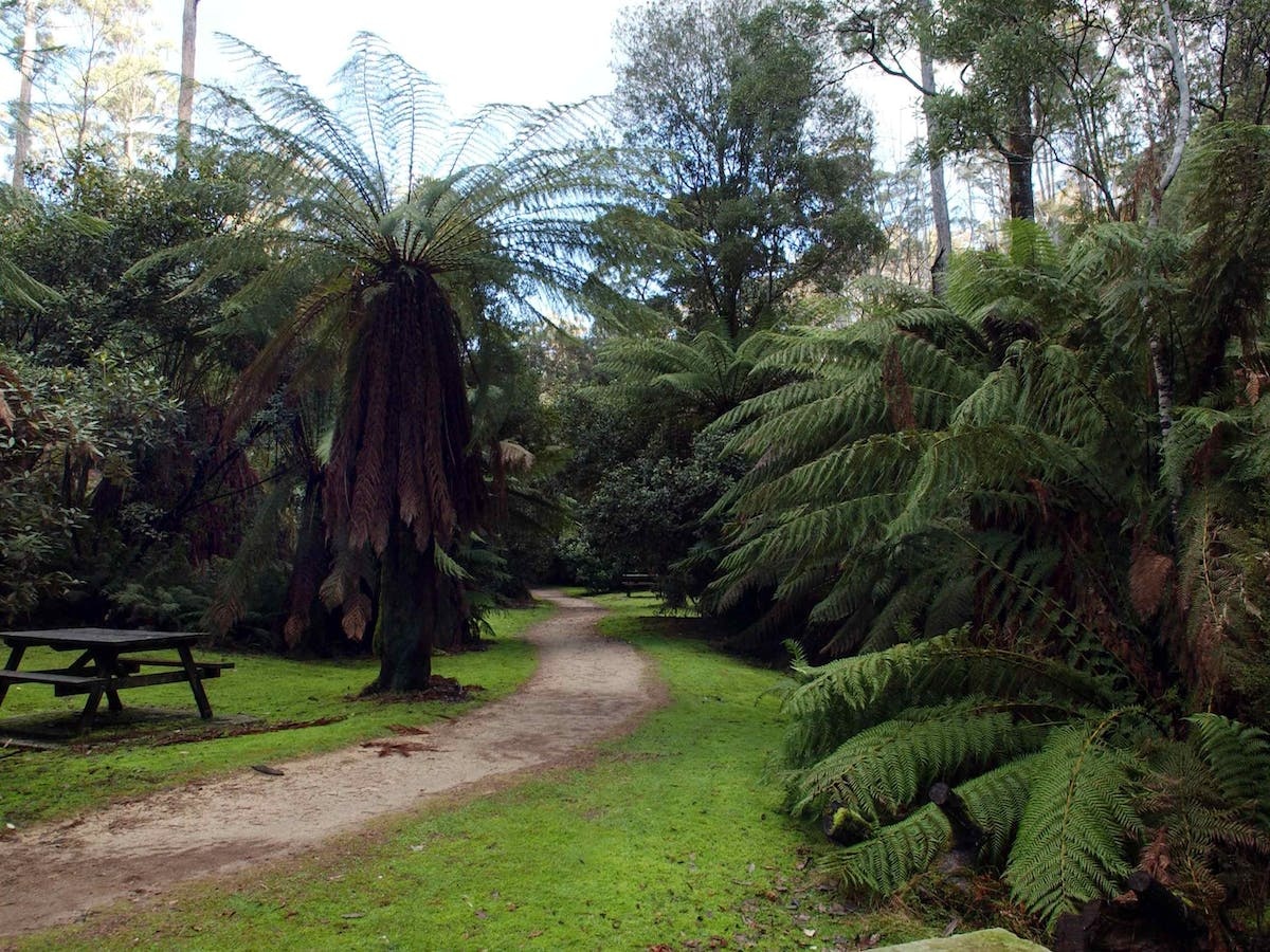 Fern Glade Reserve