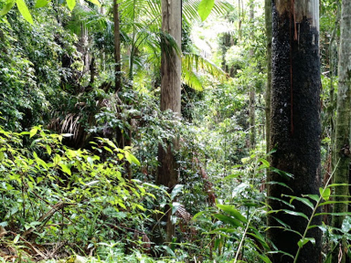 Rainforest Way Mt Warning View Circuit