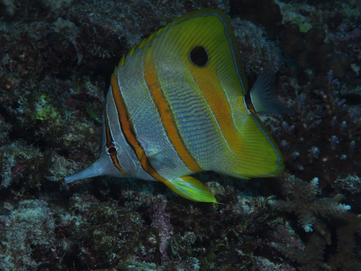Wheeler Reef Dive Site
