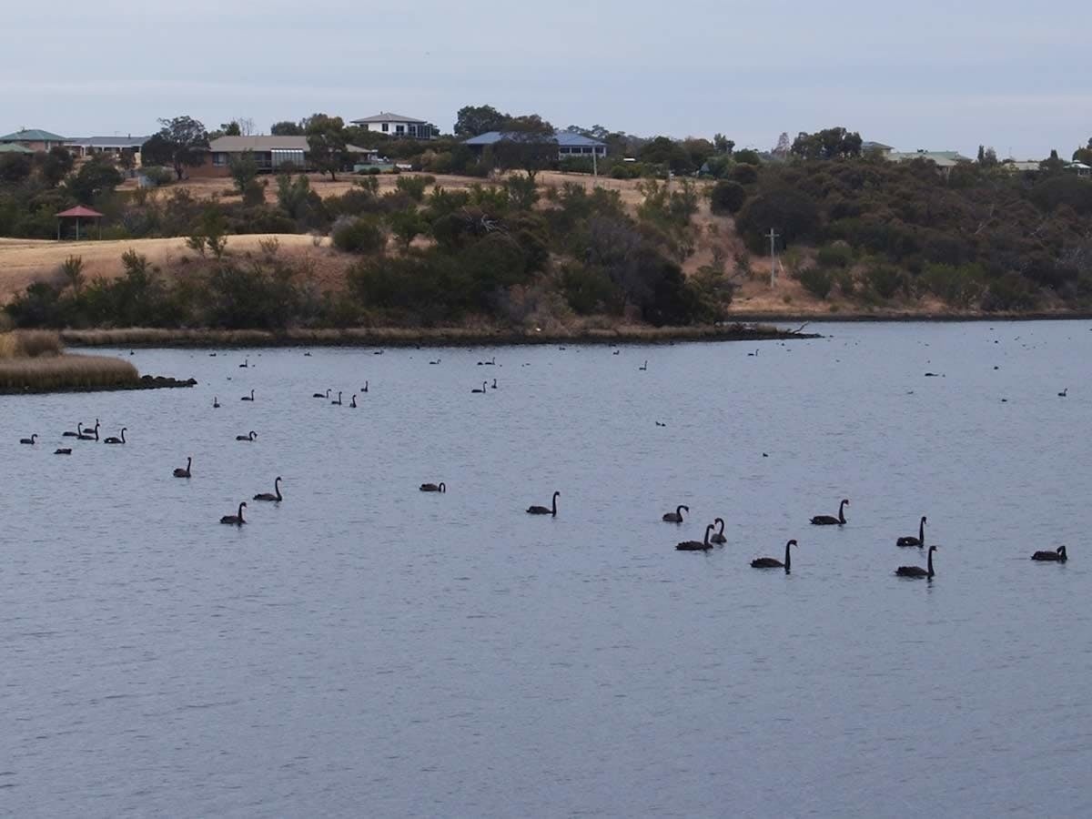 Bridgewater Foreshore Walking Trail
