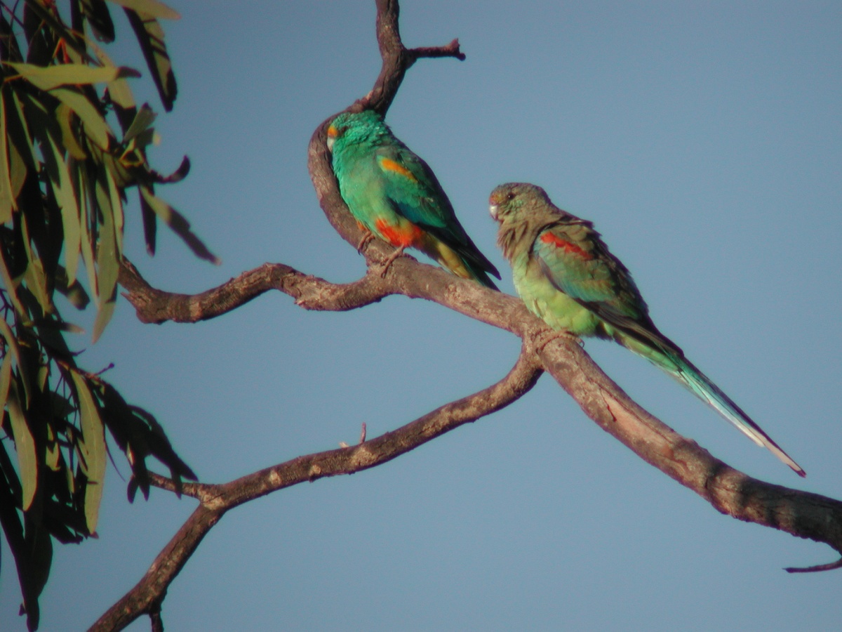 Currawinya National Park