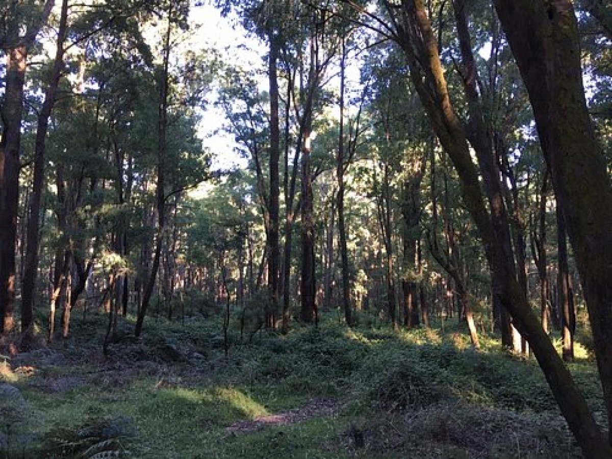 Stringybark Historical Reserve
