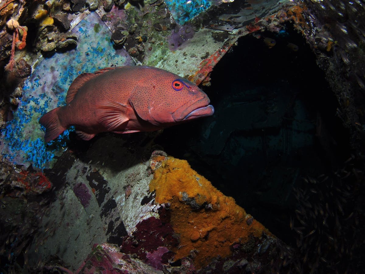 Severance Shipwreck Dive Site