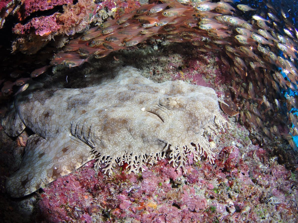 Anchor Bommie Dive Site