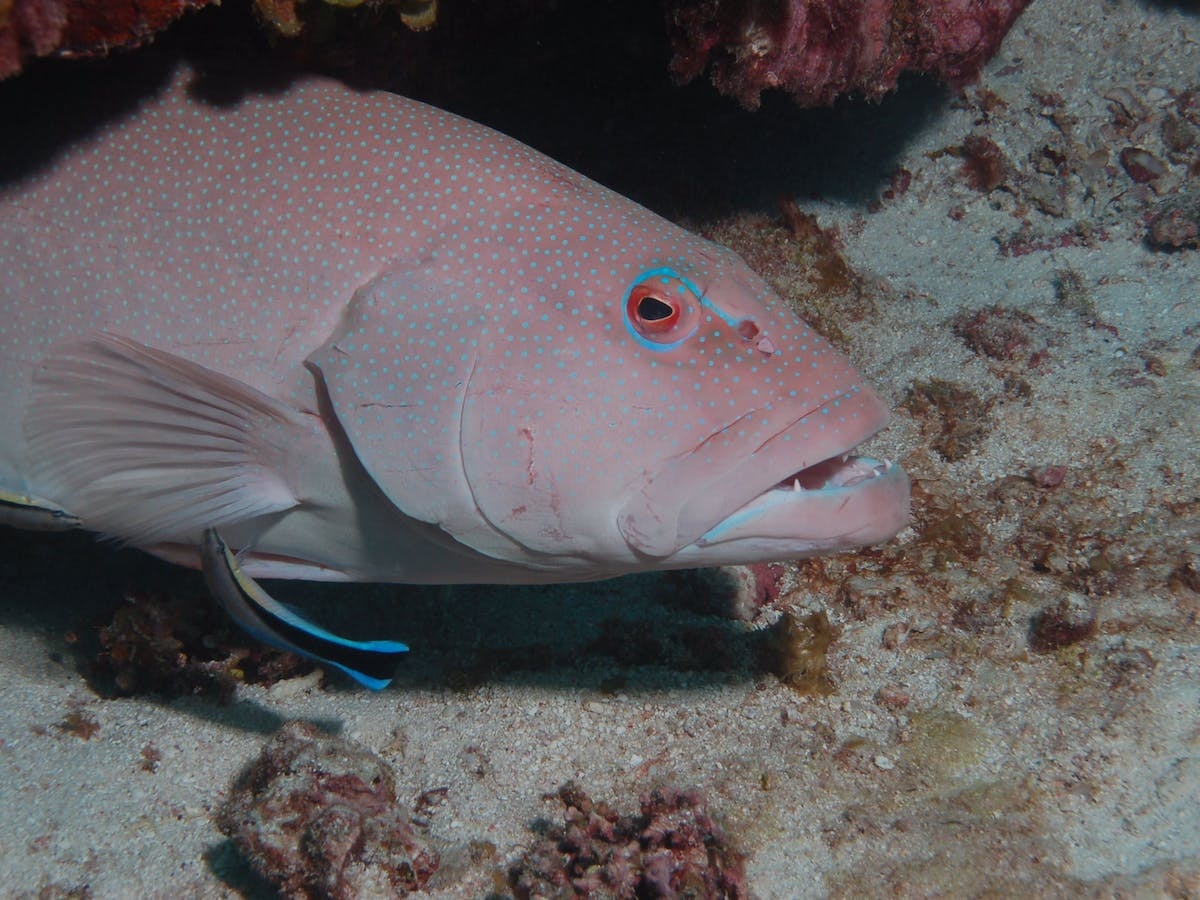 Entrance Bommie Dive Site