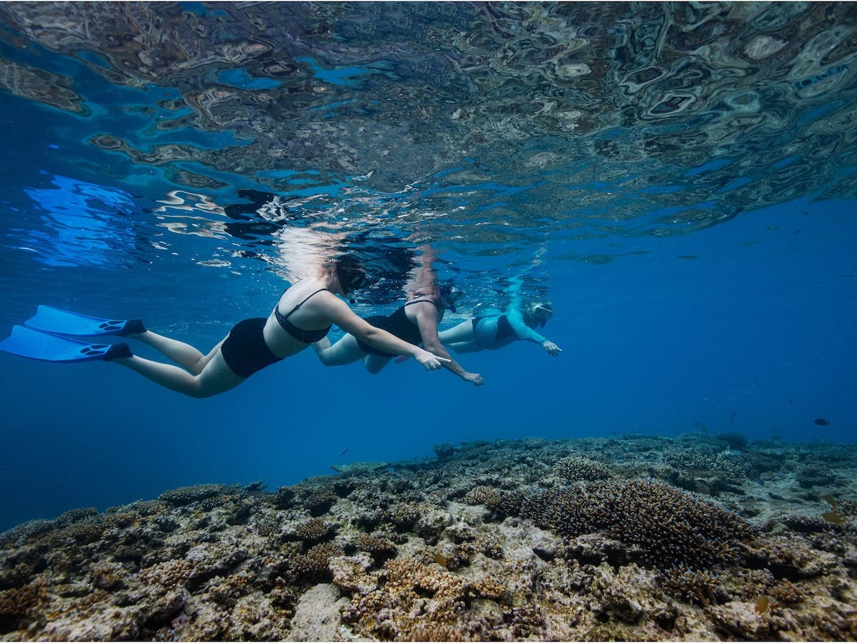 Lady Musgrave Island Dive Sites