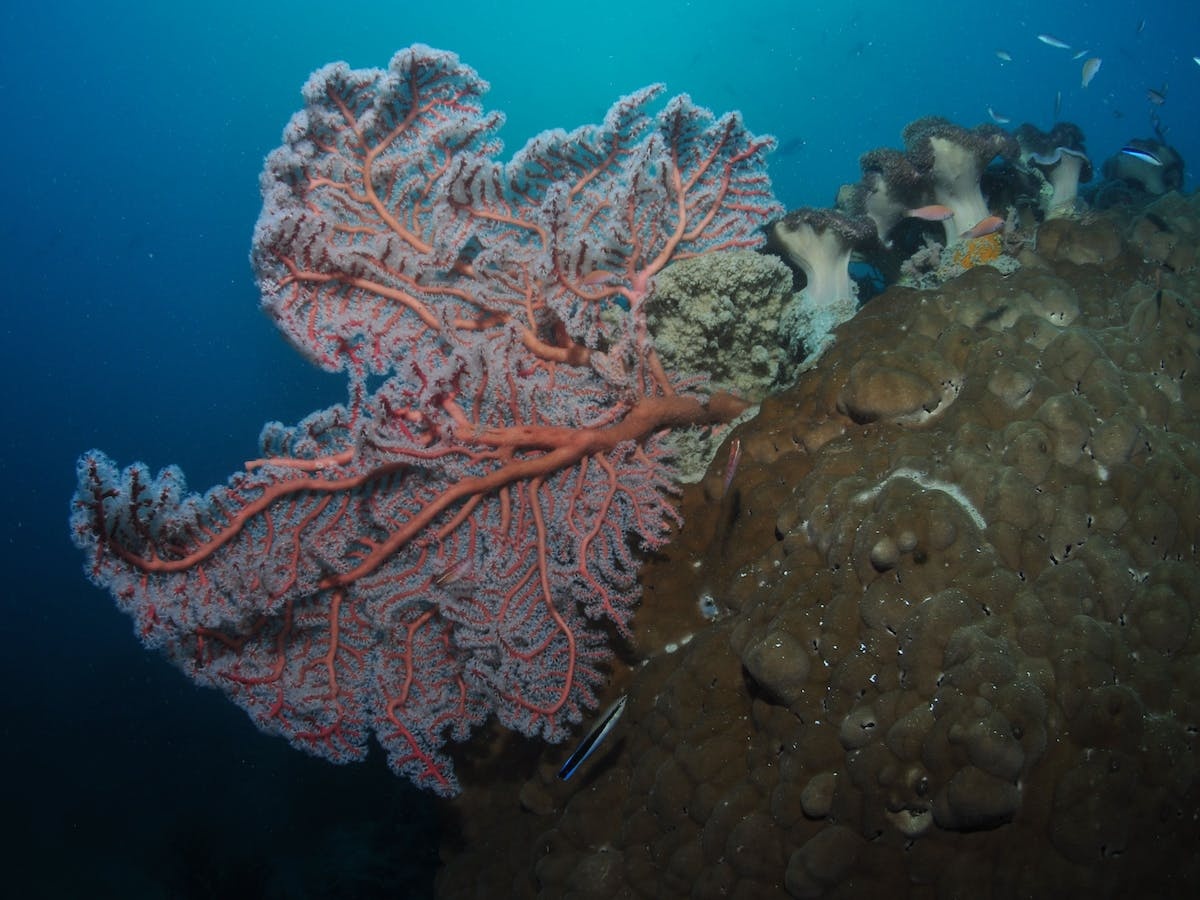 Luncheon Bay Dive Site