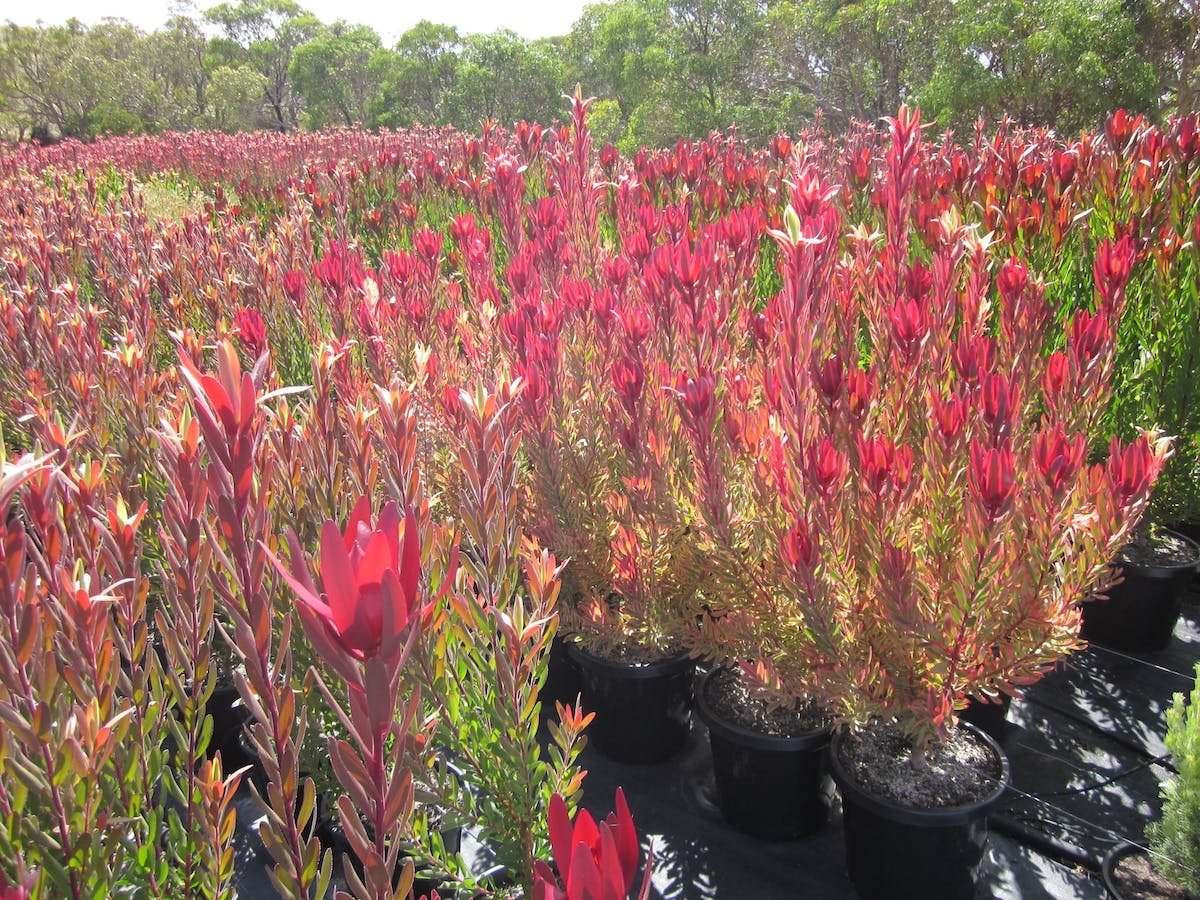 Mount Compass Produce and Tourist Trail