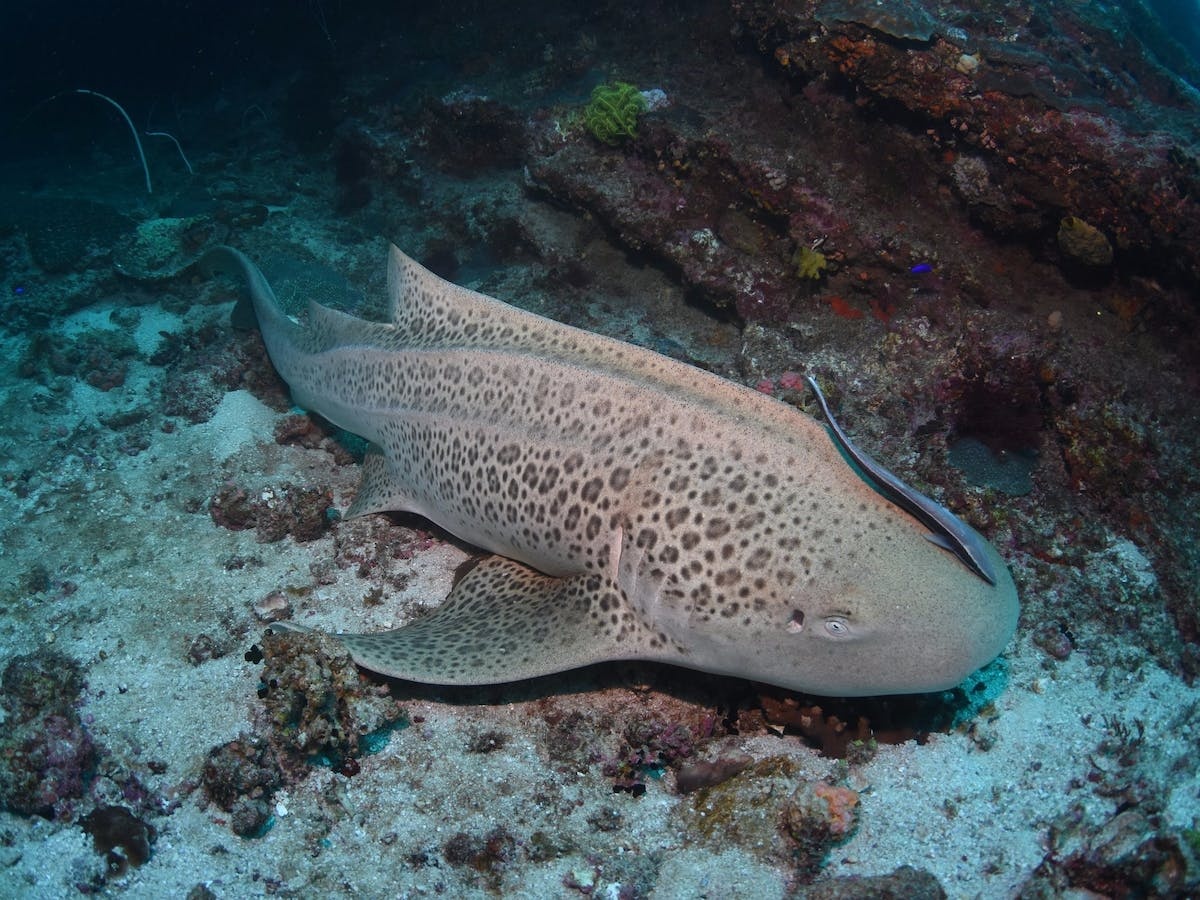 Barwon Banks Dive Site
