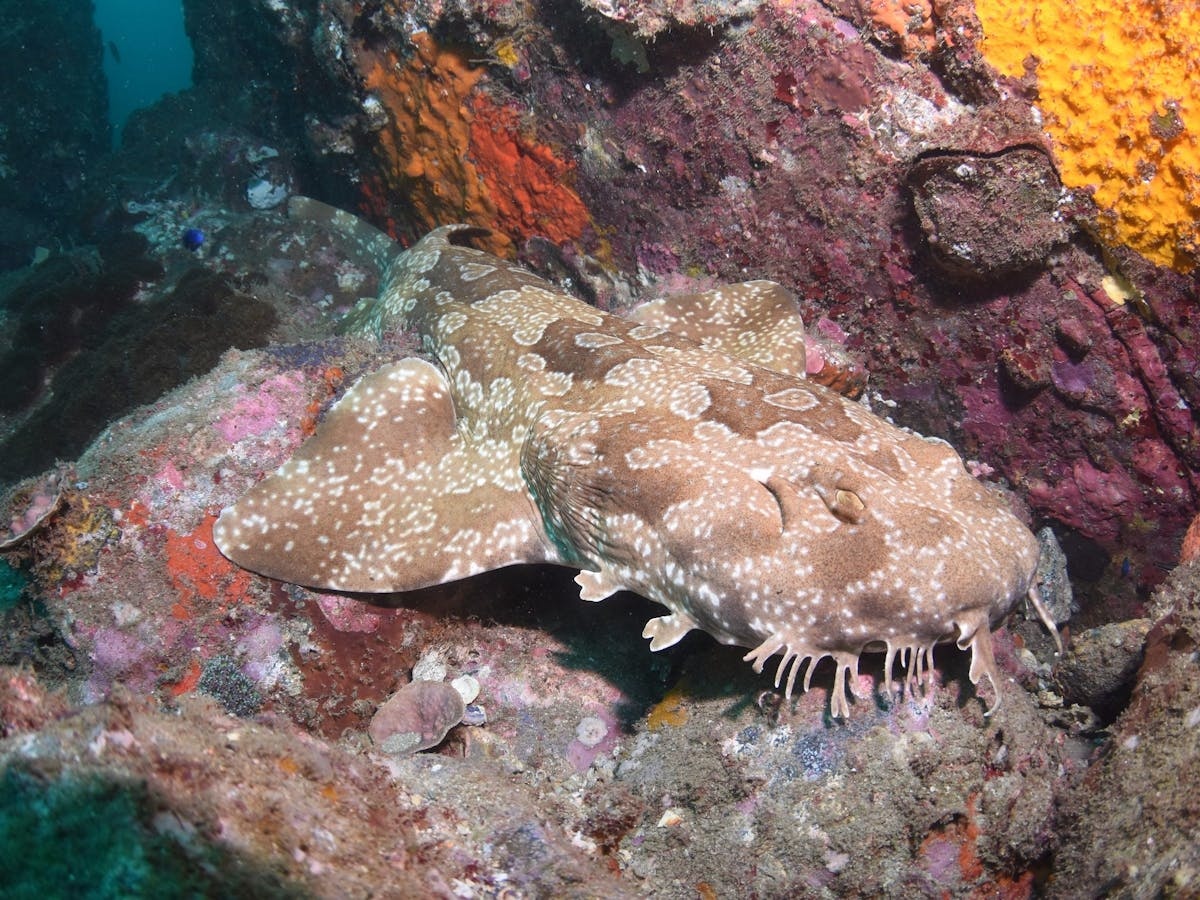 Hanging Rock Dive Site, Mooloolaba