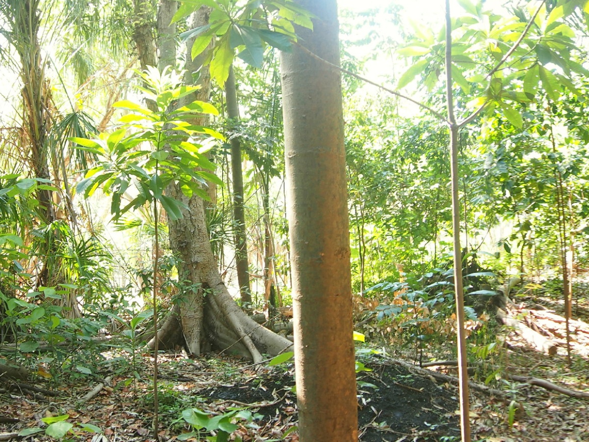 Kershaw Gardens