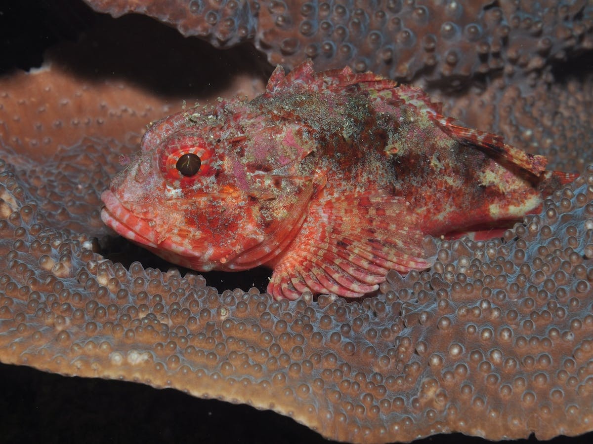 Coral Gardens Dive Site Mooloolaba