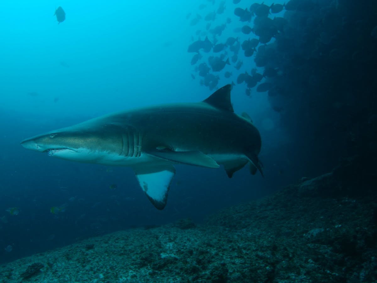 Henderson Rock Dive Site