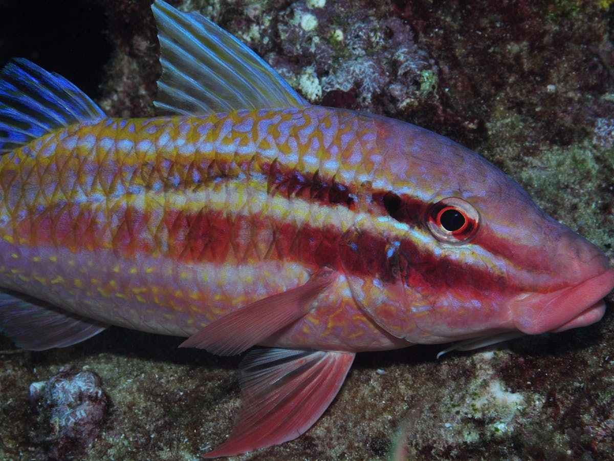 Roberts Shoal Dive Site