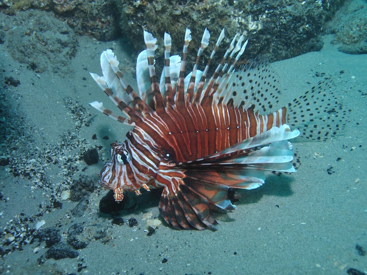 The Pines Dive Site
