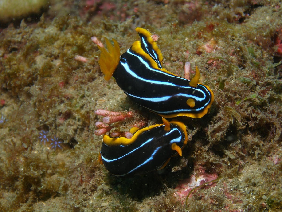 Mudjimba (Old Woman) Island Dive Site