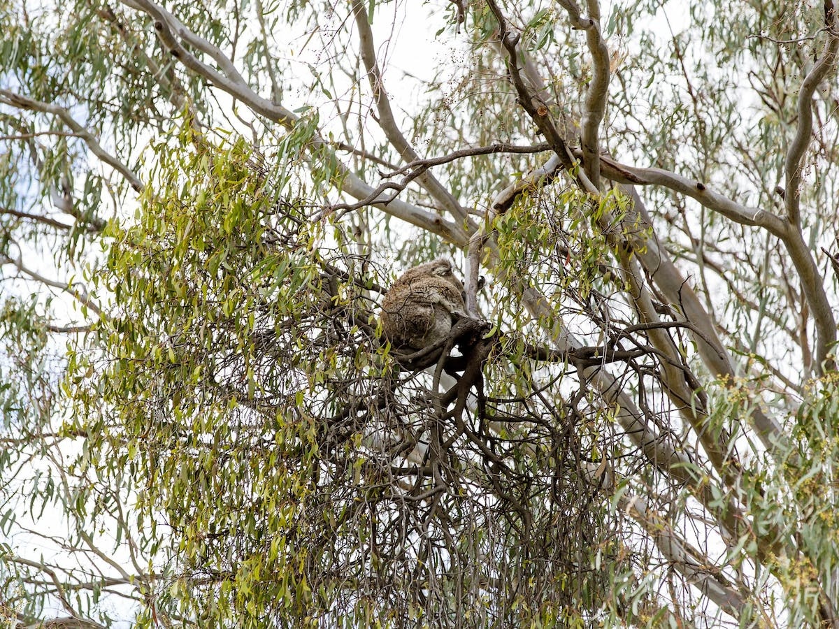 Koala Spotting Narrandera