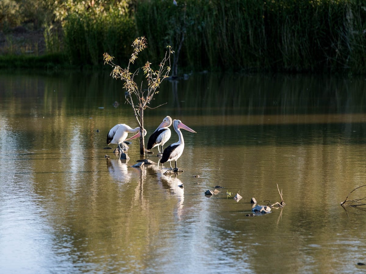 Birdwatching in Narrandera