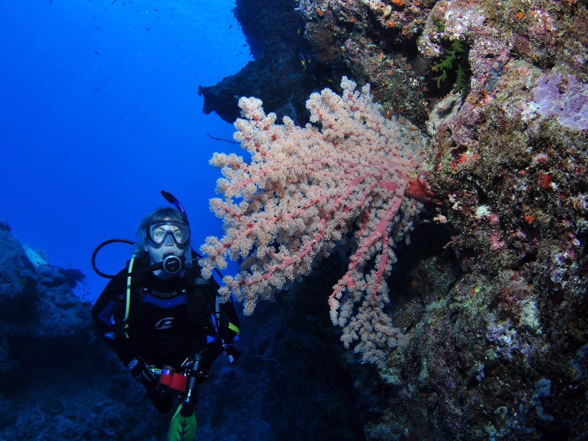 Norman Reef Dive Site