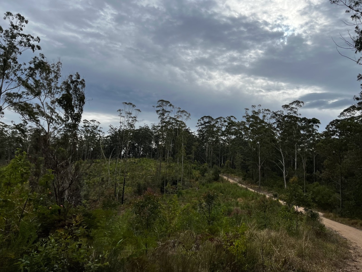 Pine Creek State Forest