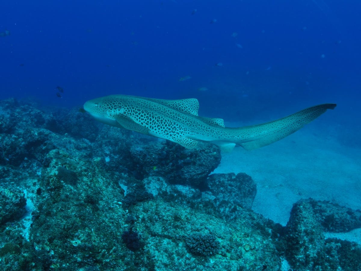 Palm Beach Reef Dive Site