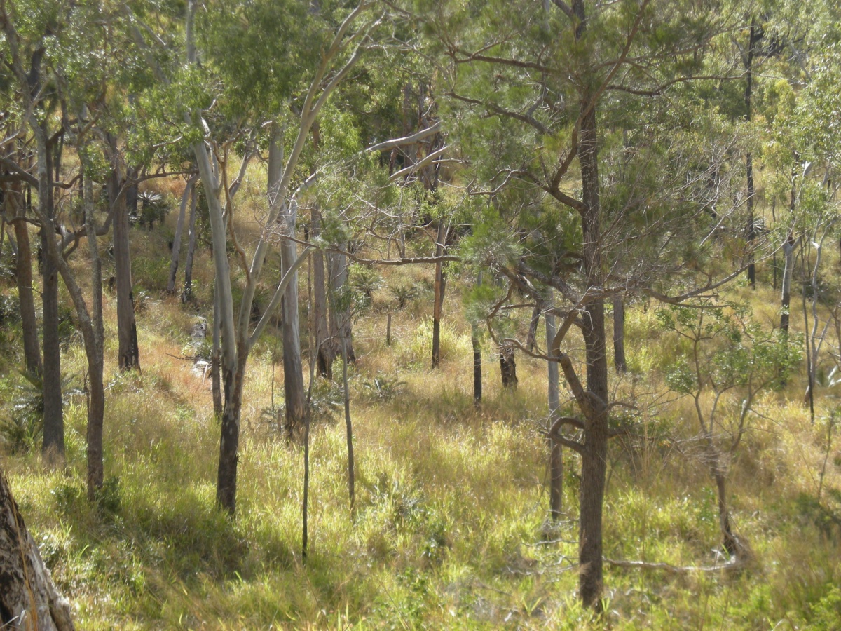 Mount Archer National Park