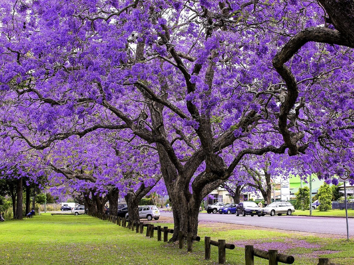 See Park – Grafton, Grafton