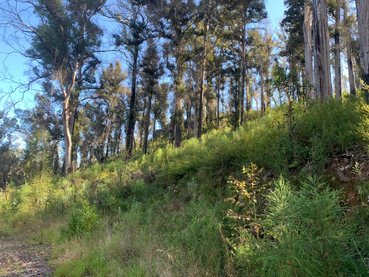 Wentworth Falls to Woodford via Ingar campground