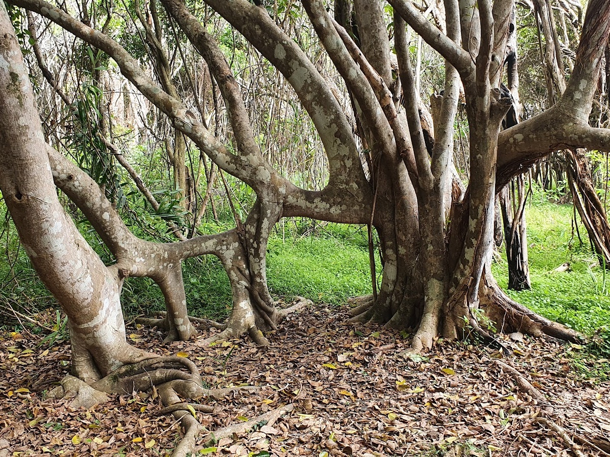 Five Islands Walking Track, Saltwater